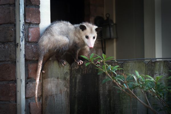 Opossum Nuisance Removal