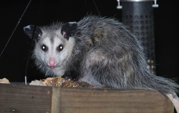 Opossum Pest Removal
