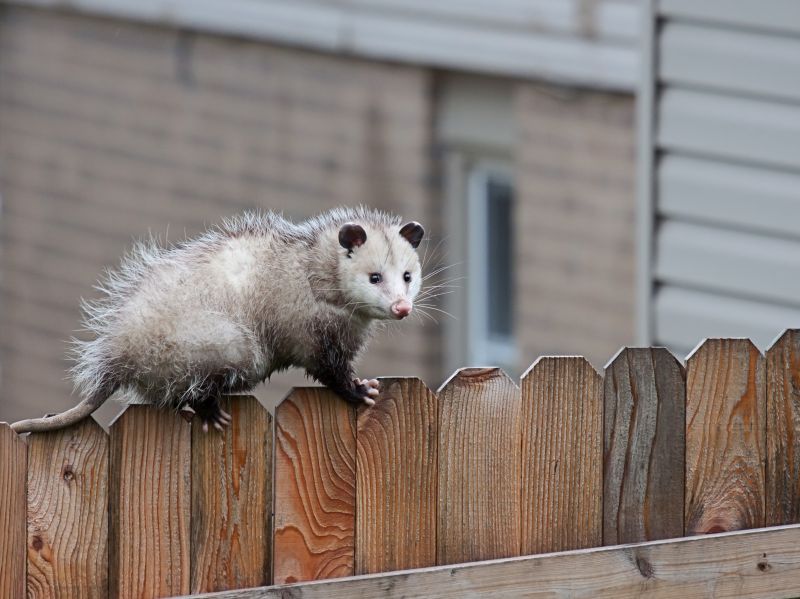 How Opossums Access Homes Through Damaged Foundations