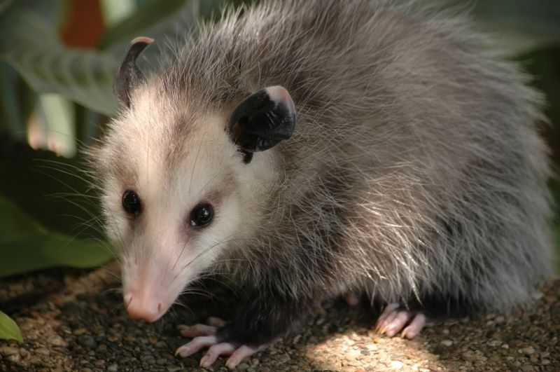 How Opossums Turn Crawl Spaces Into Health Hazards