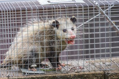 Opossum Control Service