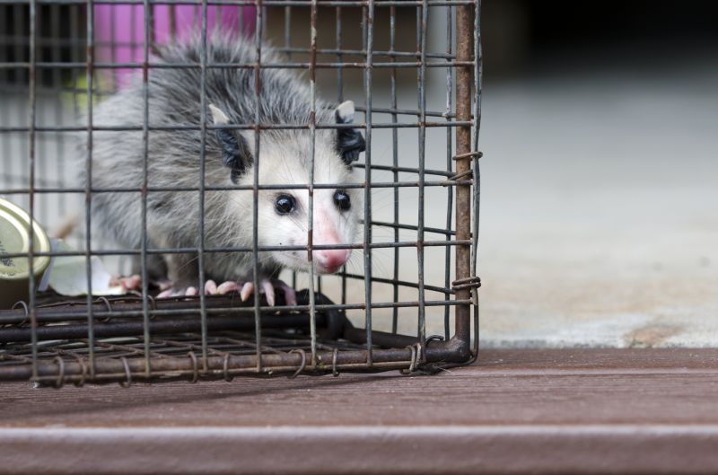 Opossum Control Service