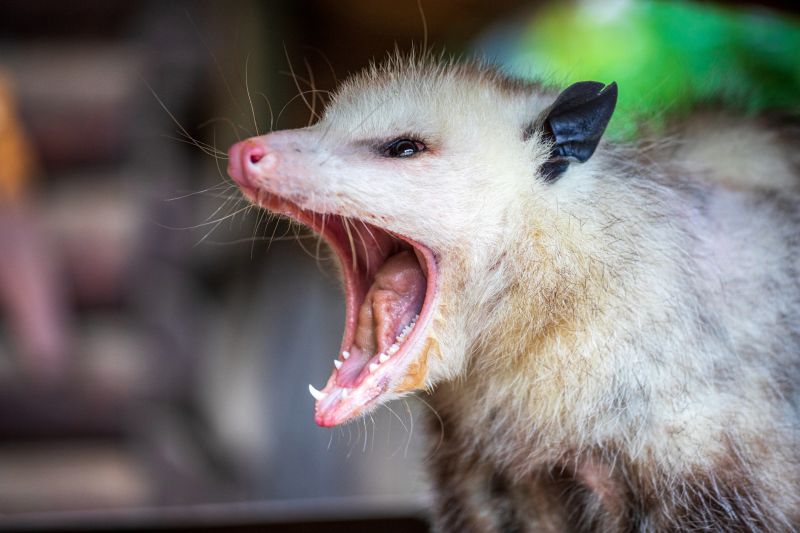 Opossum Control Service
