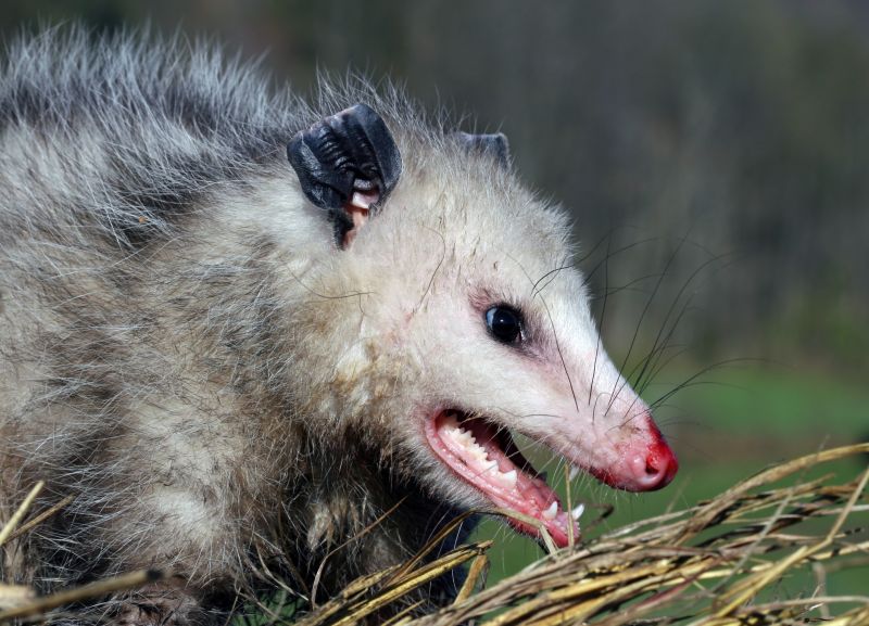 Opossum Control Service