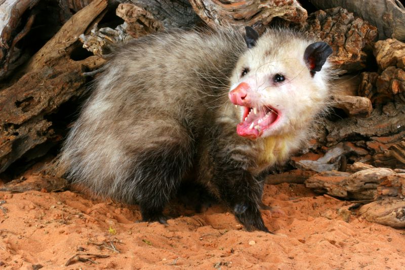 Opossum Control Service