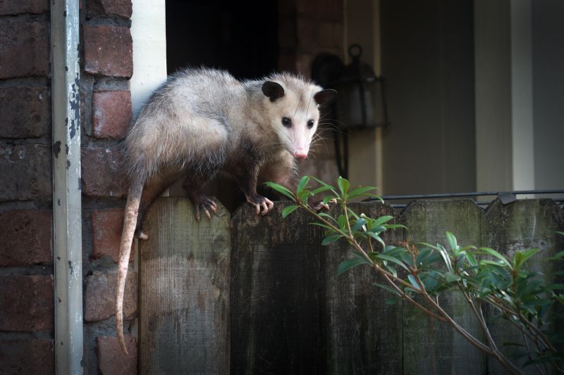 Opossum Problems Around Homes: Entry Points, Risks, And Removal Methods Solutions