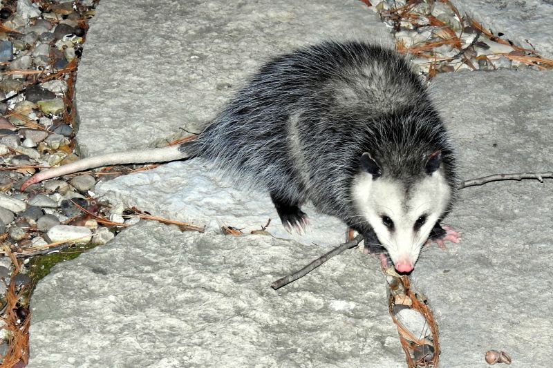 Opossum Problems Around Homes: Entry Points, Risks, And Removal Methods Solutions