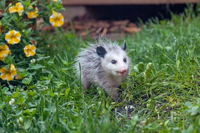 Opossum Problems Around Homes: Entry Points, Risks, And Removal Methods Solutions