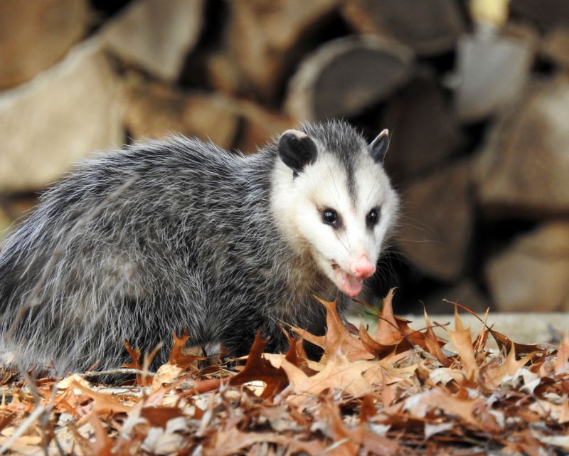 Remove Opossums In Crawl Spaces