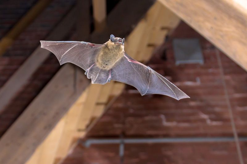 Bat Roosting
