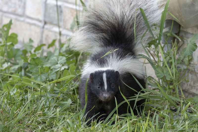 Skunk Near Foundation