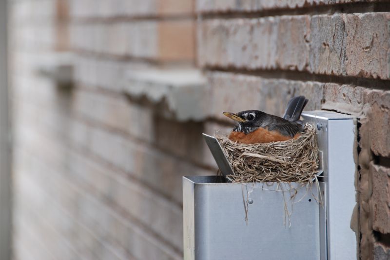 Bird Nests in Vent